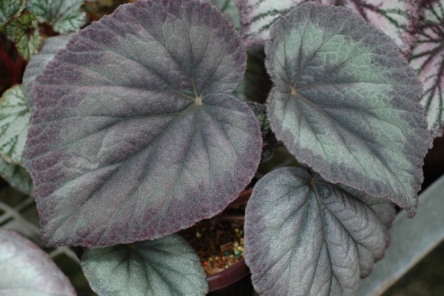 B. ‘Bella’